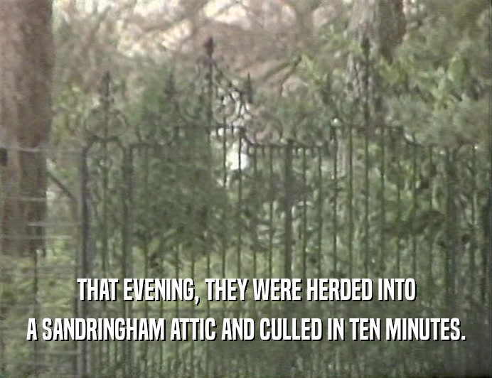 THAT EVENING, THEY WERE HERDED INTO A SANDRINGHAM ATTIC AND CULLED IN TEN MINUTES. 