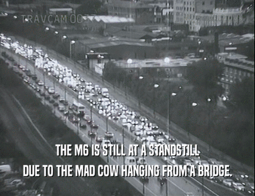 THE M6 IS STILL AT A STANDSTILL
 DUE TO THE MAD COW HANGING FROM A BRIDGE.
 