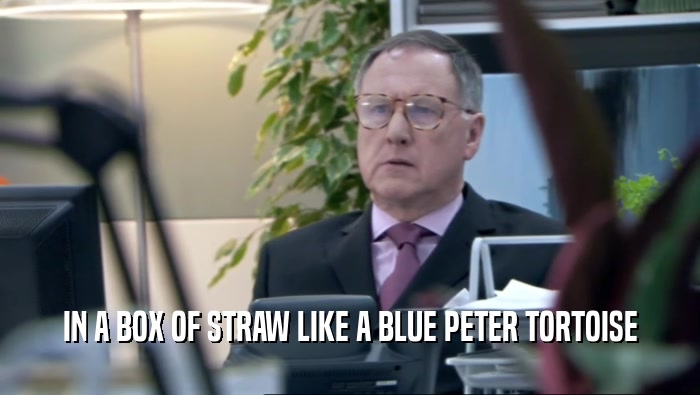 IN A BOX OF STRAW LIKE A BLUE PETER TORTOISE  