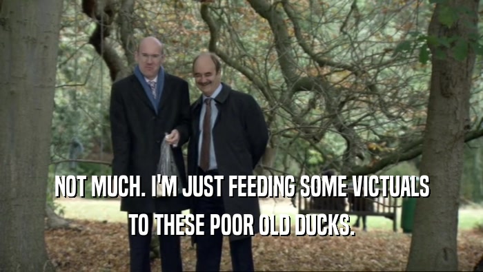 NOT MUCH. I'M JUST FEEDING SOME VICTUALS TO THESE POOR OLD DUCKS. 