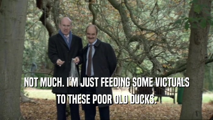 NOT MUCH. I'M JUST FEEDING SOME VICTUALS TO THESE POOR OLD DUCKS. 