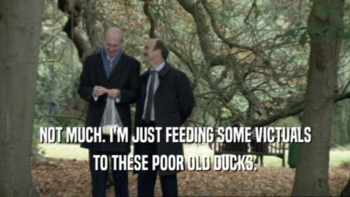 NOT MUCH. I'M JUST FEEDING SOME VICTUALS TO THESE POOR OLD DUCKS. 