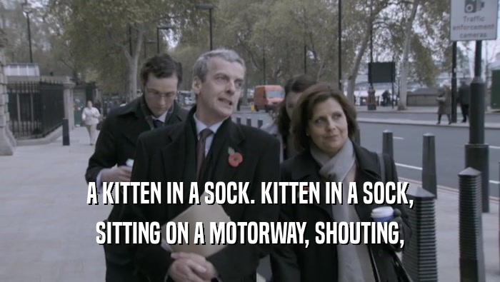 A KITTEN IN A SOCK. KITTEN IN A SOCK, SITTING ON A MOTORWAY, SHOUTING, 