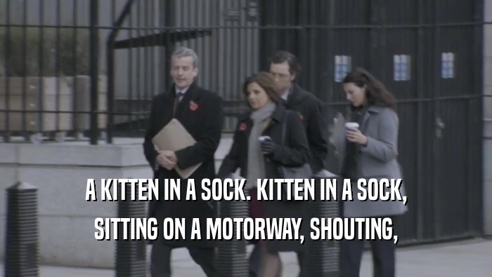 A KITTEN IN A SOCK. KITTEN IN A SOCK, SITTING ON A MOTORWAY, SHOUTING, 