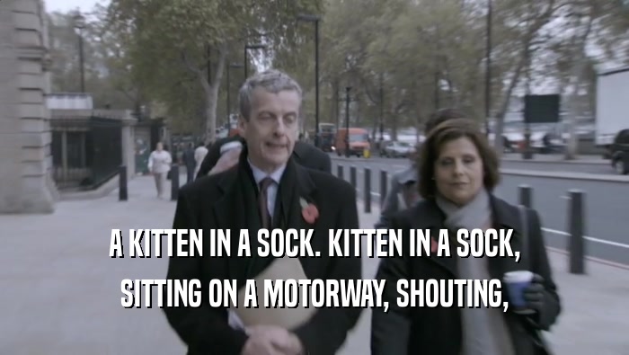 A KITTEN IN A SOCK. KITTEN IN A SOCK, SITTING ON A MOTORWAY, SHOUTING, 